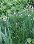 Lychnis Flos Cuculi